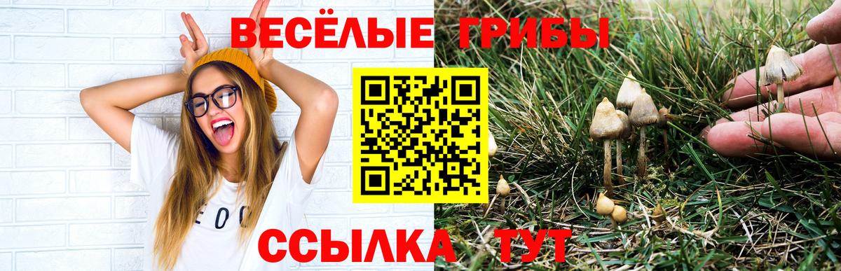 Губкинский  Псилоцибиновые грибы мицелий  Вход с VPN  Галлюциногенные грибы прущие грибы 